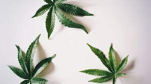 Full-Spectrum and Broad-Spectrum CBD Oil