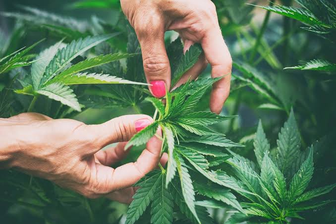 How CBD Oil Concentration Works