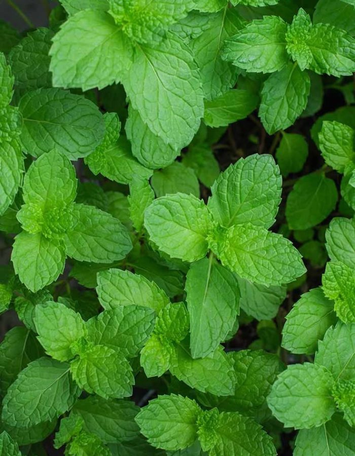 Tips for Growing Mint from Seed _ Gardener’s Path